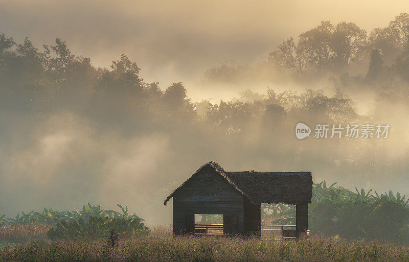 日出在Doi Chiang Dao山与雾和盛开的花园在清莱，泰国